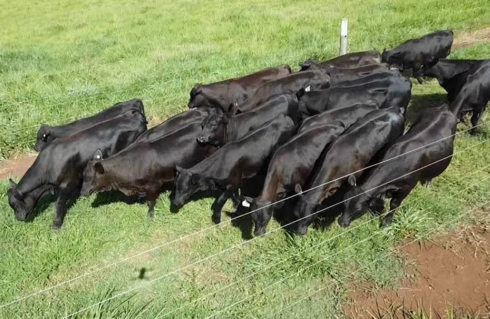 Senangus: nova raça aposta em carne premium e adaptação ao clima brasileiro