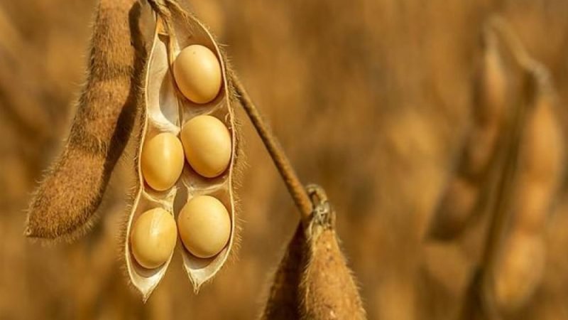 Soja dispara e lidera mercado do agro em Jataí; confira as cotações desta sexta-feira (17)