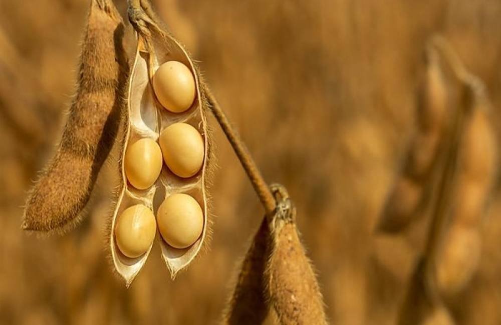 Soja dispara e lidera mercado do agro em Jataí; confira as cotações desta sexta-feira (17)