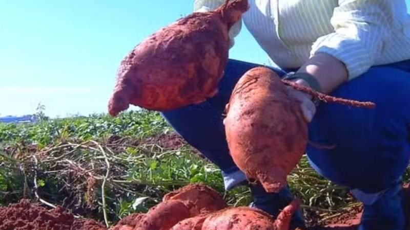 Superbatata criada no Brasil pode revolucionar a alimentação e multiplicar a produtividade no campo