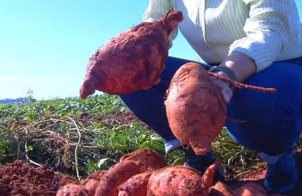 Superbatata criada no Brasil pode revolucionar a alimentação e multiplicar a produtividade no campo