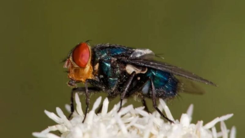 Surto de mosca-varejeira preocupa pecuária dos EUA com 41 casos registrados