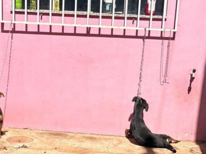 VÍDEO| Cão é encontrado morto e outro é resgatado em estado crítico durante ação da GCM em Jataí
