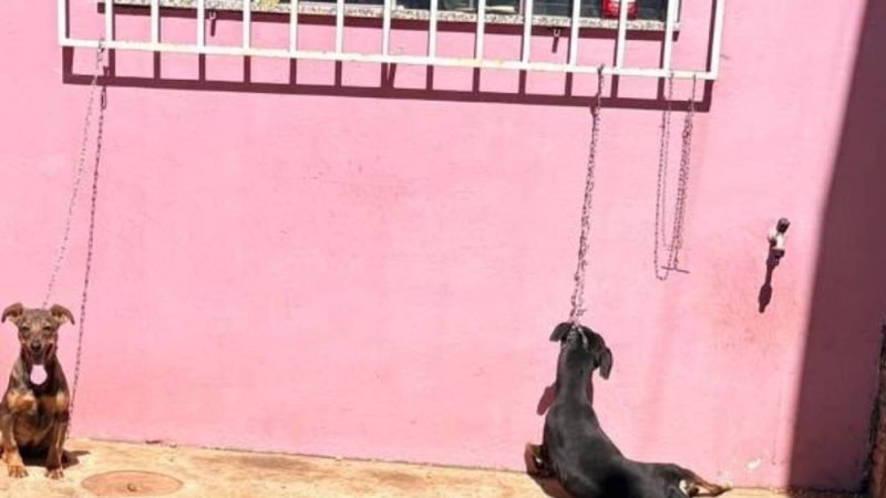 VÍDEO| Cão é encontrado morto e outro é resgatado em estado crítico durante ação da GCM em Jataí