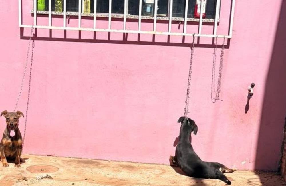 VÍDEO| Cão é encontrado morto e outro é resgatado em estado crítico durante ação da GCM em Jataí