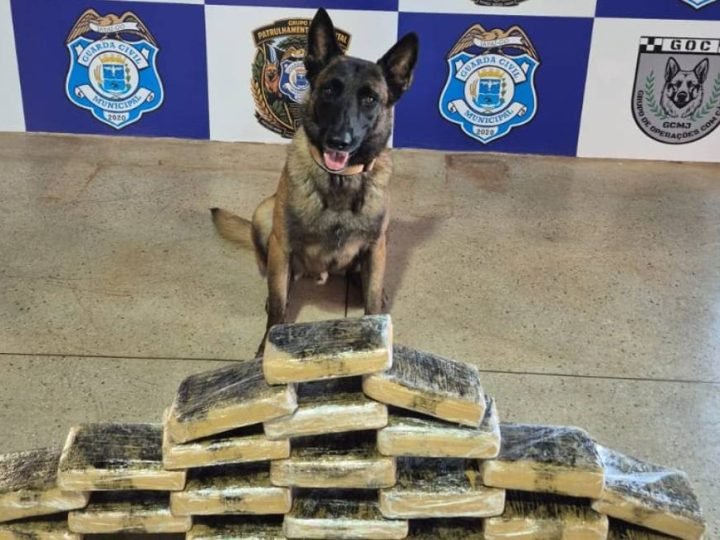 VÍDEO | Cão farejador da GCM localiza cerca de 20 kg de maconha em ônibus no Terminal Rodoviário de Jataí