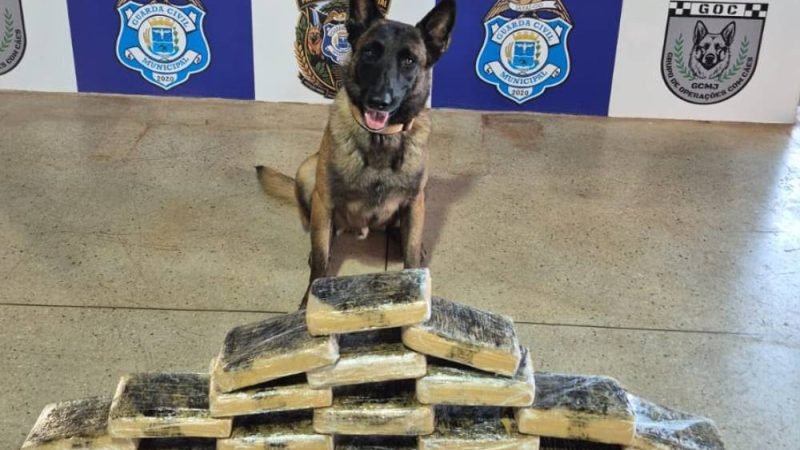 VÍDEO | Cão farejador da GCM localiza cerca de 20 kg de maconha em ônibus no Terminal Rodoviário de Jataí