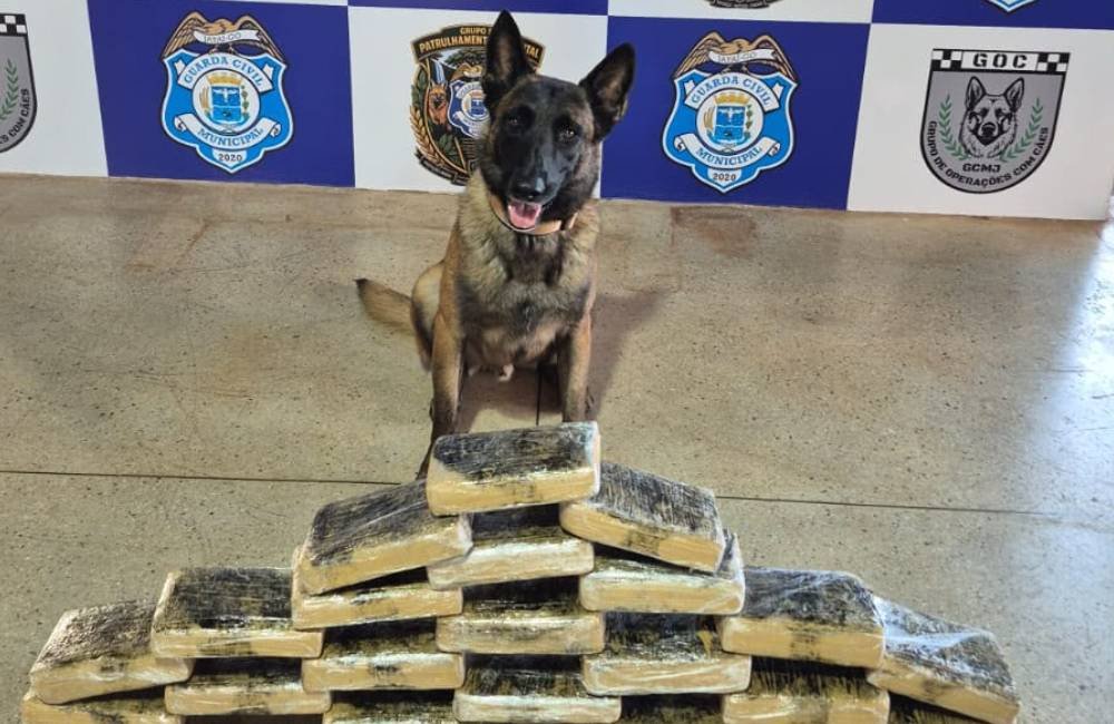 VÍDEO | Cão farejador da GCM localiza cerca de 20 kg de maconha em ônibus no Terminal Rodoviário de Jataí