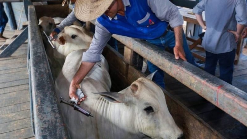 Vacinação em dia pode evitar grandes prejuízos: veja quais imunizações são essenciais para proteger o rebanho