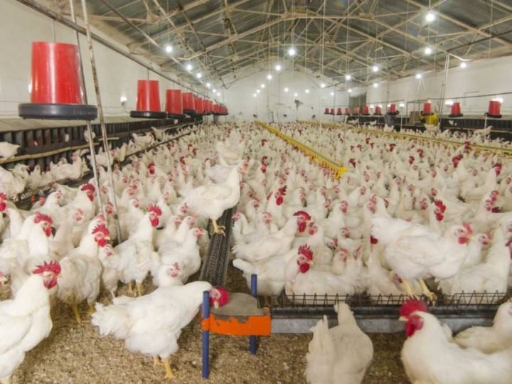Bem-estar animal ganha espaço estratégico na avicultura brasileira e influencia mercado