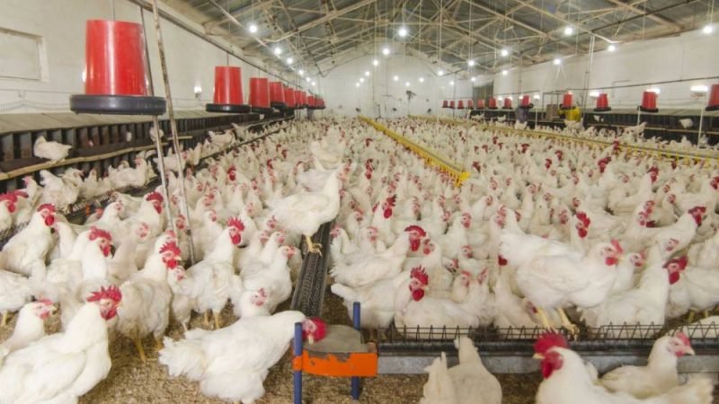 Bem-estar animal ganha espaço estratégico na avicultura brasileira e influencia mercado