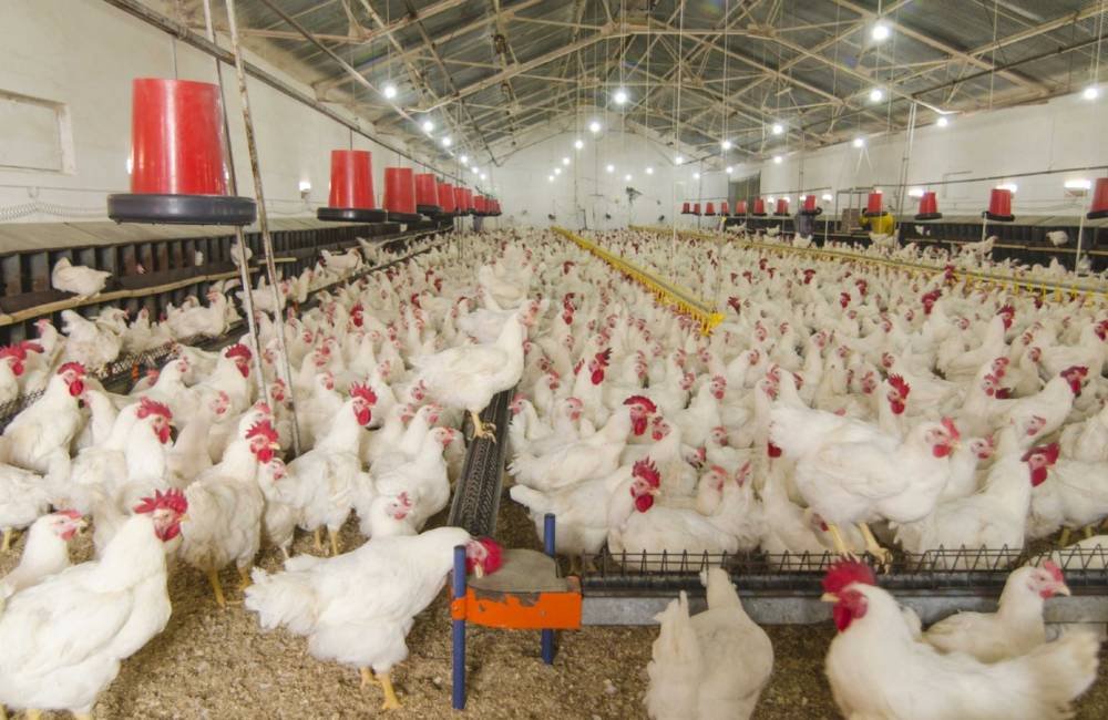 Bem-estar animal ganha espaço estratégico na avicultura brasileira e influencia mercado