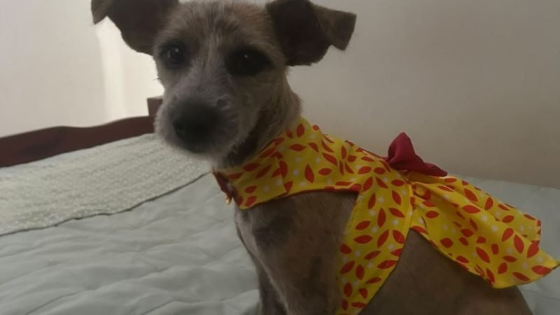 Cachorrinha Bebel desaparece no Setor Antena e família pede ajuda para encontrá-la