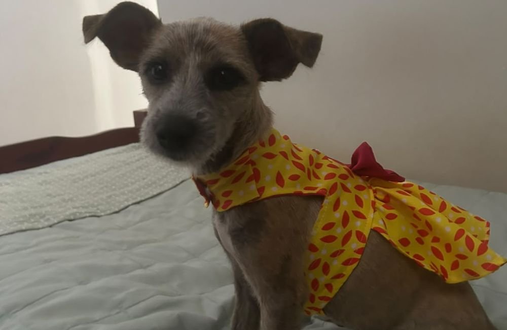 Cachorrinha Bebel desaparece no Setor Antena e família pede ajuda para encontrá-la