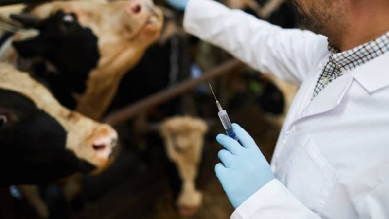 Embrapa disponibiliza cartilha sobre resistência aos antibióticos para ampliar acesso à informação