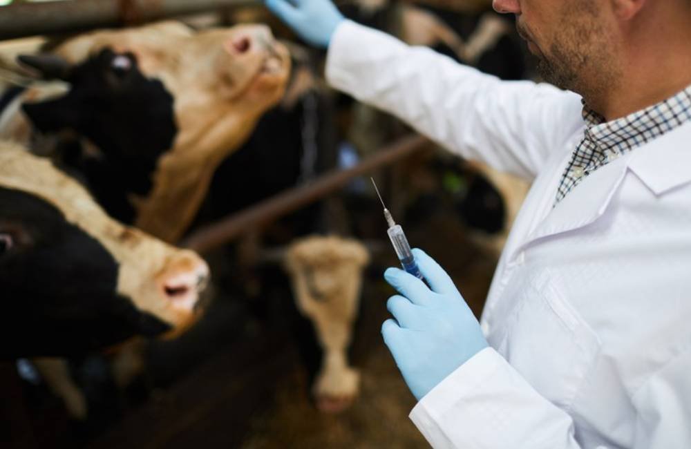 Embrapa disponibiliza cartilha sobre resistência aos antibióticos para ampliar acesso à informação
