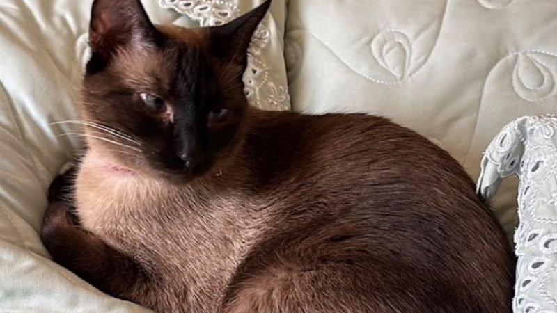 Gata Maria Ísis desaparece e família oferece recompensa de R$ 1 mil em Jataí