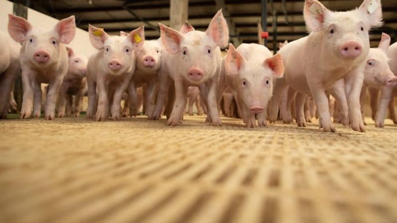 Rotavírus C avança na suinocultura e reforça alerta para manejo nas granjas