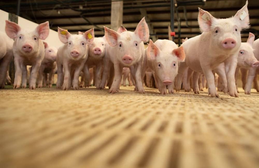 Rotavírus C avança na suinocultura e reforça alerta para manejo nas granjas