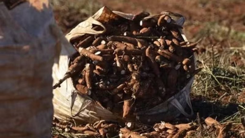 Açúcar brasileiro entra no centro do impasse comercial com os EUA