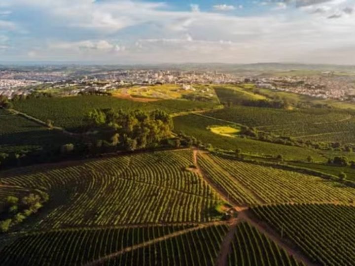 Agro brasileiro e estoques recordes podem reduzir efeitos do super El Niño nos alimentos