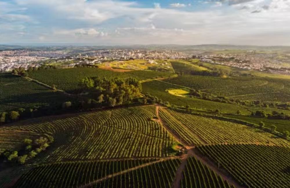 Agro brasileiro e estoques recordes podem reduzir efeitos do super El Niño nos alimentos