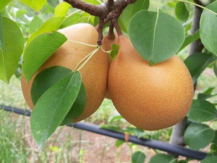 Após 20 anos, Embrapa registra pera mais resistente a doenças
