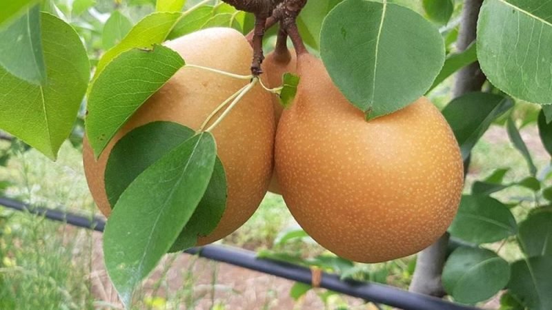 Após 20 anos, Embrapa registra pera mais resistente a doenças