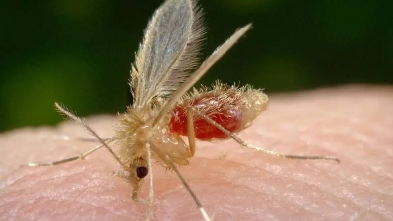 Aumento dos casos de leishmaniose em cães acende alerta para zoonose em Goiás