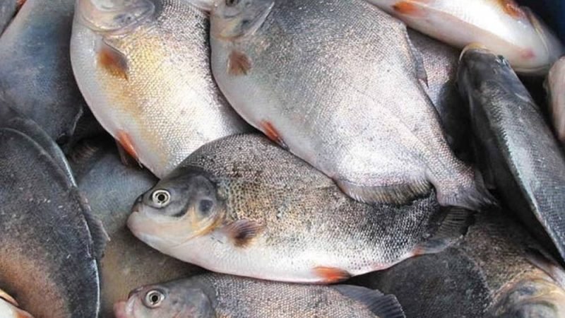 Brasil amplia mercados para pescado e busca reduzir dependência dos Estados Unidos