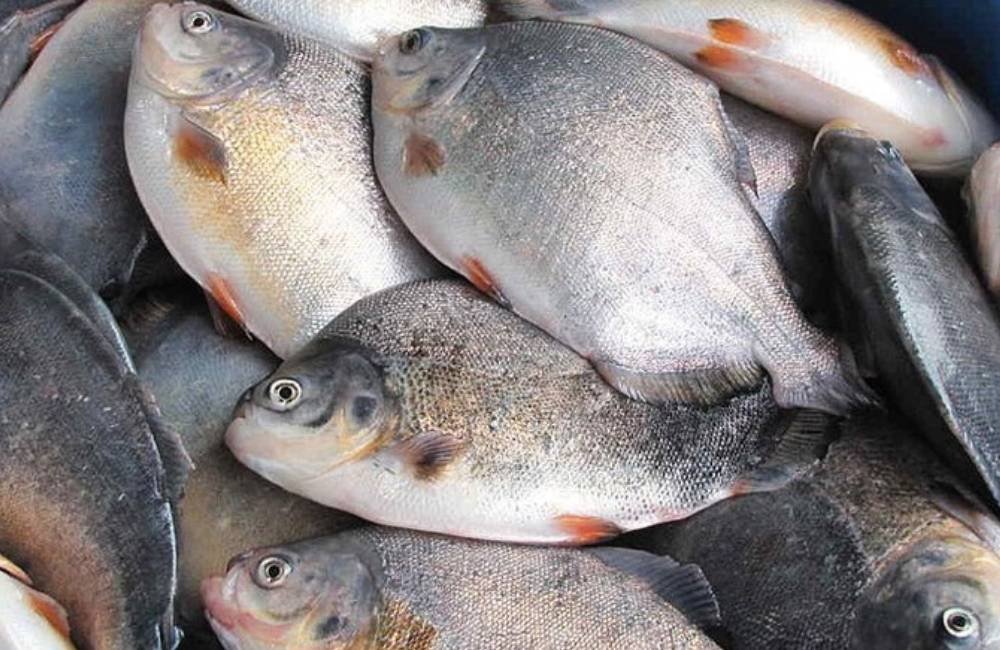 Brasil amplia mercados para pescado e busca reduzir dependência dos Estados Unidos