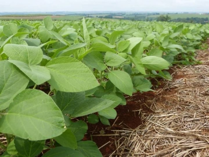 Brasil registra primeiro biofungicida 100% nacional para a soja