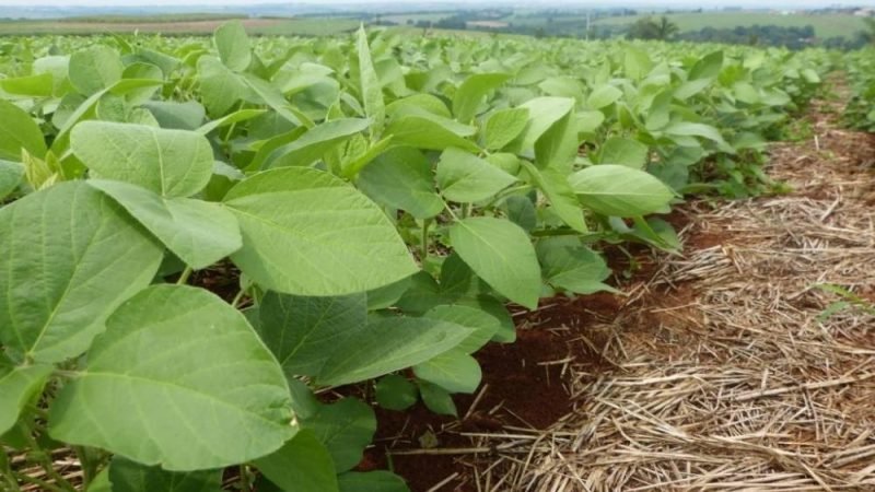 Brasil registra primeiro biofungicida 100% nacional para a soja