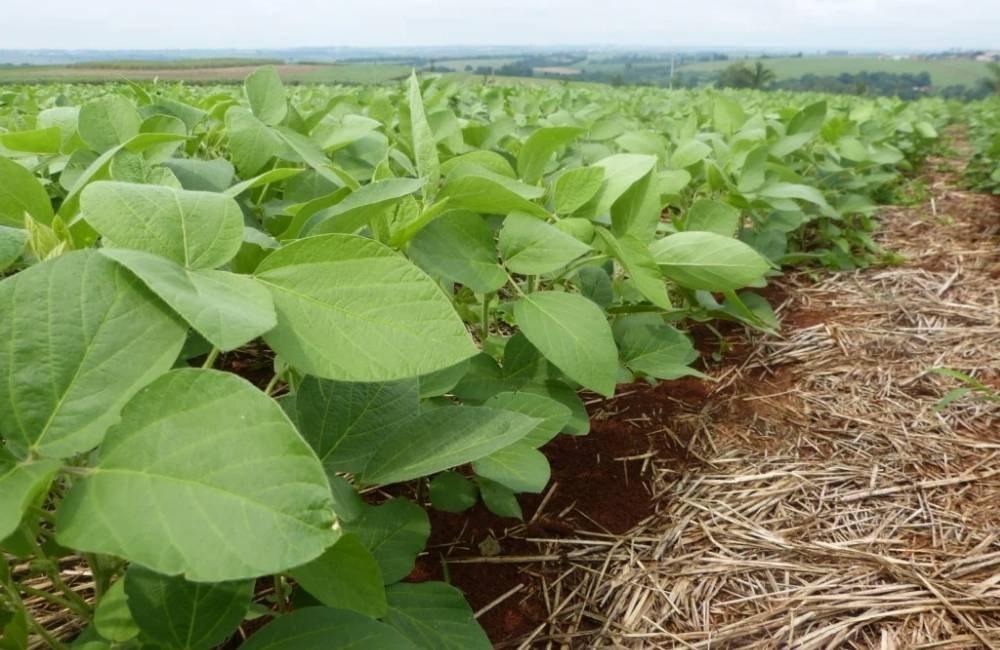 Brasil registra primeiro biofungicida 100% nacional para a soja