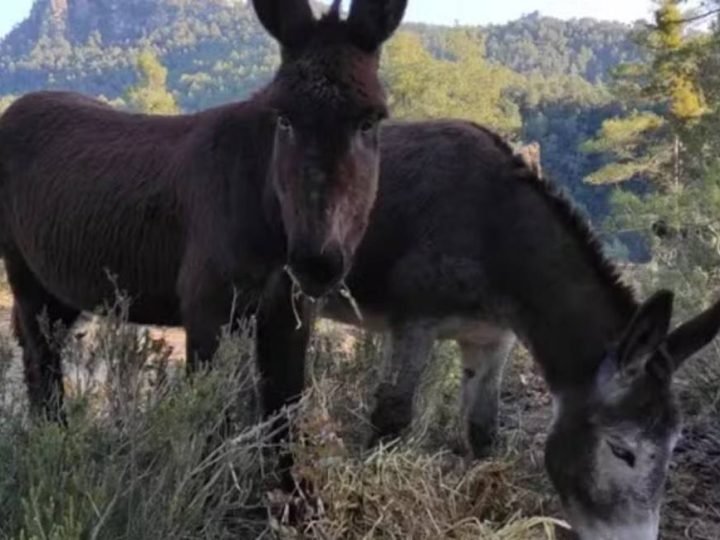 Burros, vacas e cavalos ajudam a prevenir incêndios na Espanha