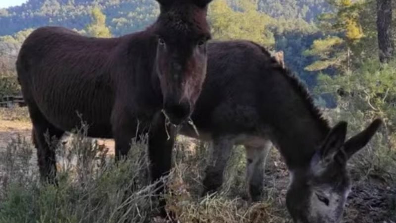 Burros, vacas e cavalos ajudam a prevenir incêndios na Espanha