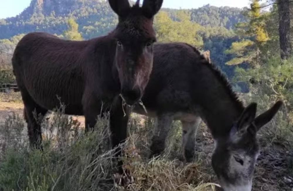 Burros, vacas e cavalos ajudam a prevenir incêndios na Espanha