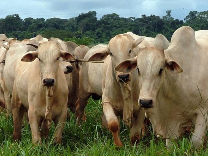 Busca pelo gado ideal pode reduzir diversidade genética dos rebanhos