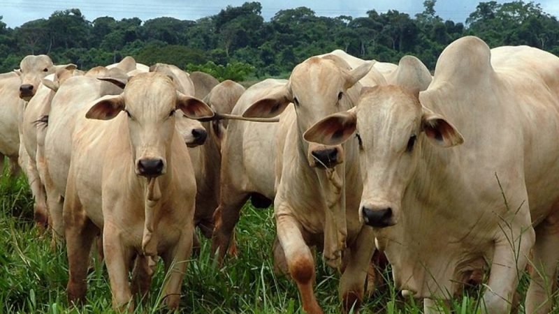 Busca pelo gado ideal pode reduzir diversidade genética dos rebanhos