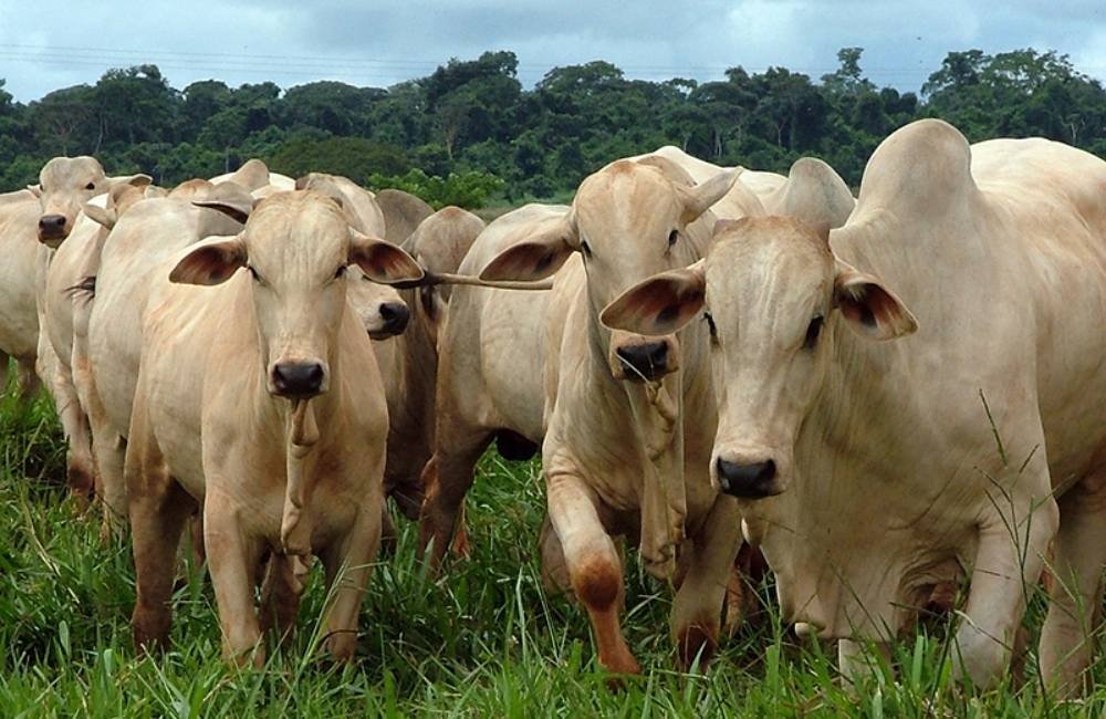 Busca pelo gado ideal pode reduzir diversidade genética dos rebanhos