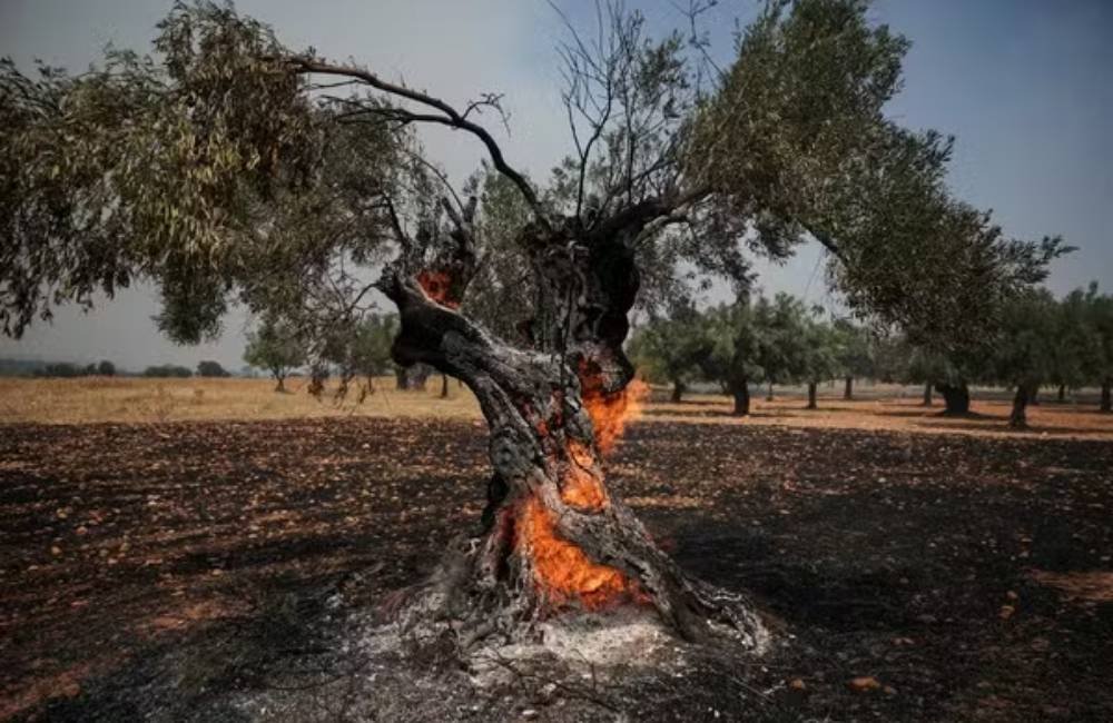 Calor extremo e incêndios ameaçam recuperação do mercado de azeite