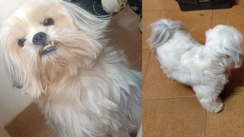 Cão desaparecido em Jataí: família procura por Chopper, que precisa de tratamento urgente