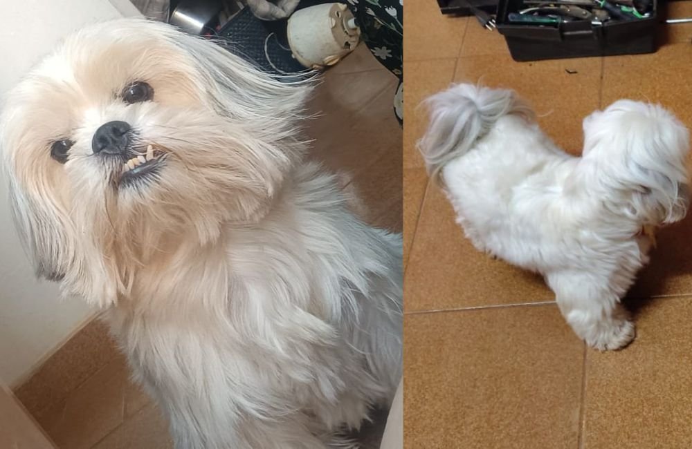 Cão desaparecido em Jataí: família procura por Chopper, que precisa de tratamento urgente
