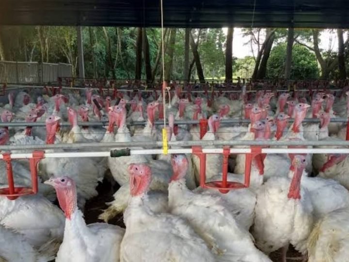 Carne de peru ganha força no Brasil e exportações avançam