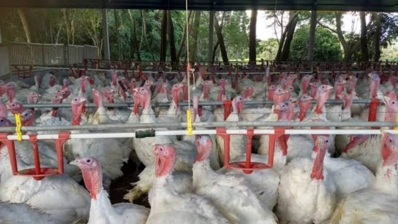 Carne de peru ganha força no Brasil e exportações avançam