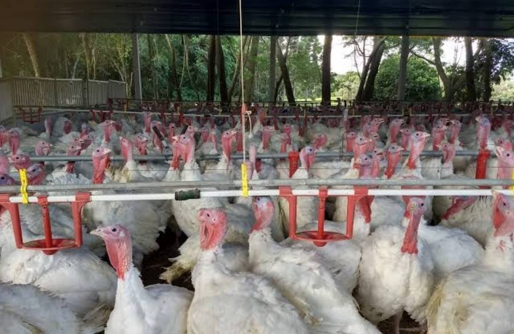 Carne de peru ganha força no Brasil e exportações avançam