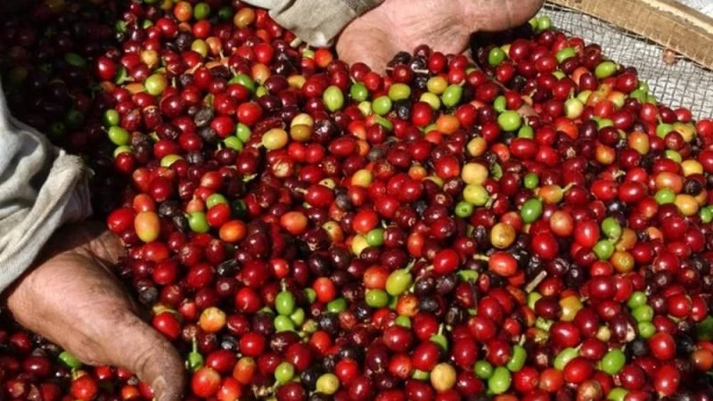 Chuva fora de época no café acende alerta sobre qualidade, preços e exportações