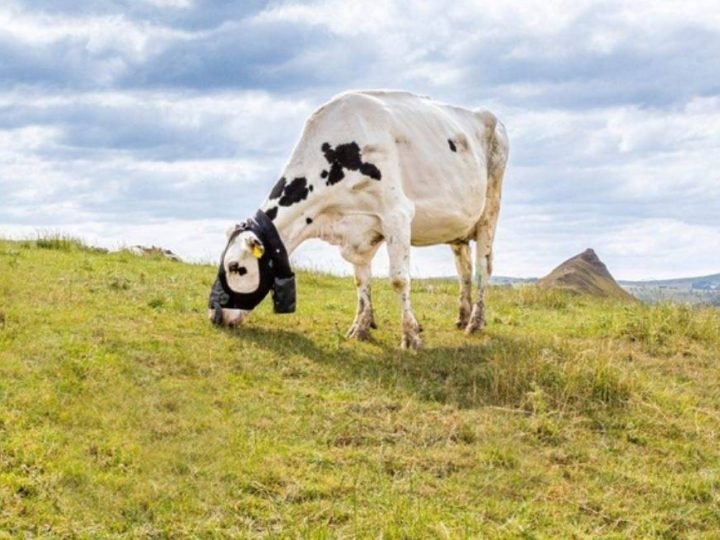 Coleira mede o metano de cada boi e pode mudar o manejo nas fazendas