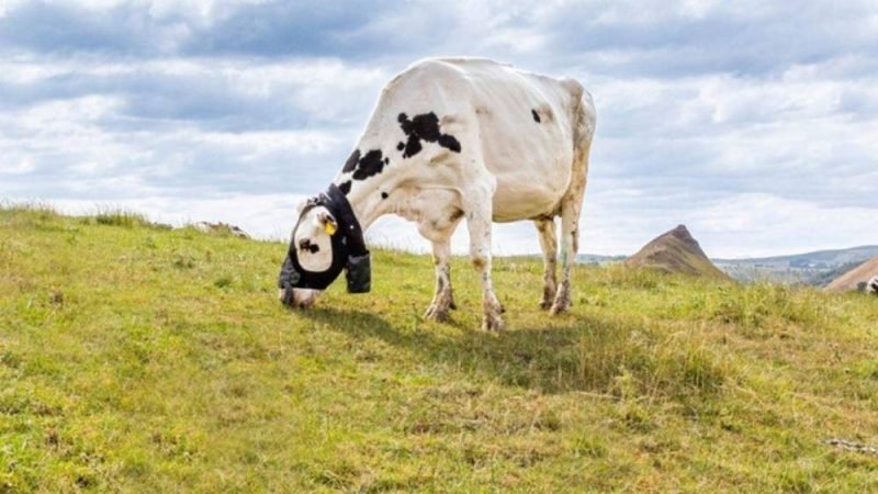 Coleira mede o metano de cada boi e pode mudar o manejo nas fazendas