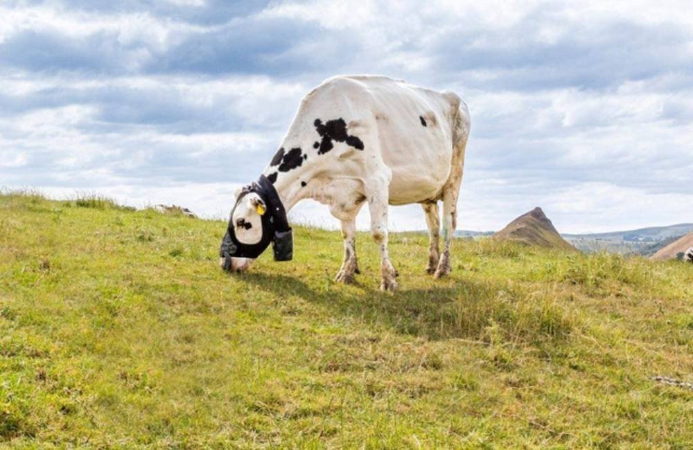 Coleira mede o metano de cada boi e pode mudar o manejo nas fazendas